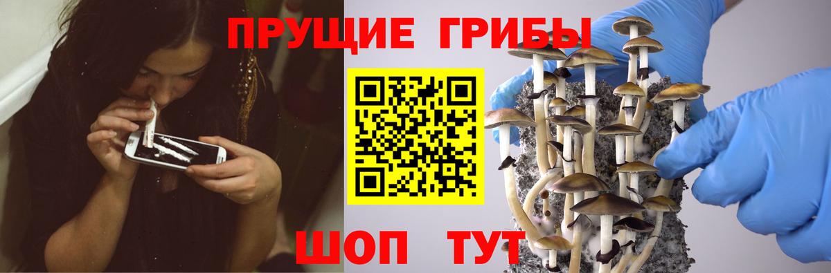 Псилоцибиновые грибы Psilocybine cubensis Долгопрудный